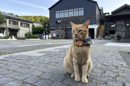 Escondido en las montañas del norte de Taiwán, existe un pueblo que dejó atrás décadas de explotación minera para rendirse al amor por los gatos