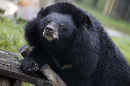 Japón incrementa los ataques de osos a humanos.