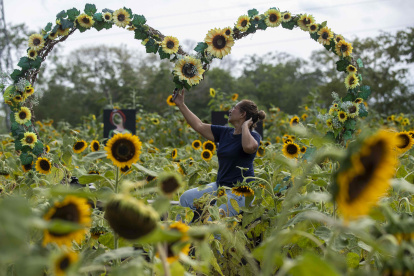 Una mujer se toma una foto en un campo de girasoles, este sábado, en Catarina municipio de Masaya (Nicaragua).