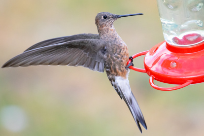 Comparado con un comedero típico, el tamaño de un colibrí gigante es aún más asombroso.
