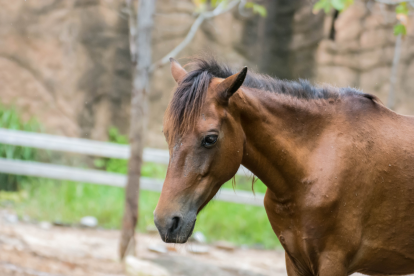 Se ordenó la prohibición de movilización del caballo afectado, que se encuentra en un predio del municipio de Samborodón,