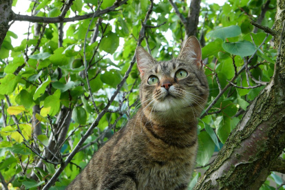 El gato subió a un pino, a 20 metros de altura.