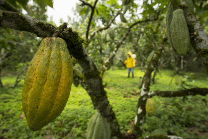 El precio del cacao se ha elevado en los últimos meses.