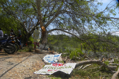En Olón se realizó la tala de manglares, lo que generó repudió de la comunidad .
