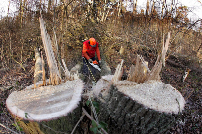 Un hombre trabaja en la tala de árboles en el bosque cercano a Schinveld, en Limburg, Holanda