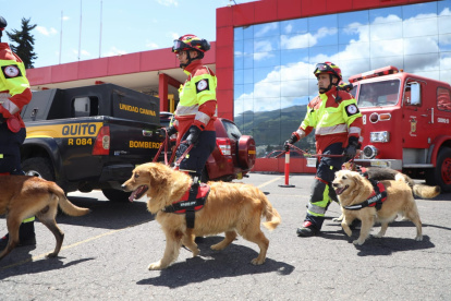 Los canes recibieron sus medallas por su trabajo