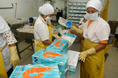 La industria camaronera registra menos ingresos en este 2024.