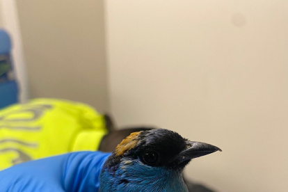 Las aves permanecerán en un medio de conservación donde serán evaluadas