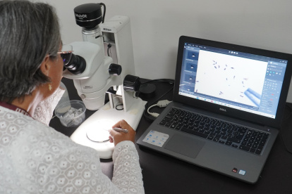 Resultados. Molina analiza la avispa que fue introducida a la UEES.