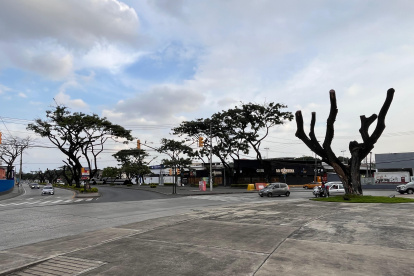 Resultados. Hay árboles en la avenida Isidro Ayora, al norte de Guayaquil, que lograron renacer, pero podrían perecer si vuelven a ser atacados por la cochinilla.