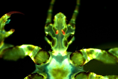 Imagen fluorescente de un piojo del cuerpo humano con infección por Yersinia pestis (naranja/rojo) en las glándulas de Pawlowsky. CRÉDITO David M. Bland