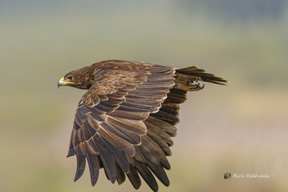 Un equipo internacional de investigadores, que estudia la migración del águila moteada (c) a través de 19 ejemplares marcados con GPS desde 2017, ha constatado cómo este ave rapaz, en situación vulnerable, ha cambiado sus hábitos migratorios y reproductivos a raíz de la guerra de Ucrania. EFE/ Hari K Patibanda ***SOLO USO EDITORIAL/SOLO DISPONIBLE PARA ILUSTRAR LA NOTICIA QUE ACOMPAÑA (CRÉDITO OBLIGATORIO)***