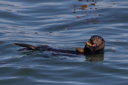 Una nutria marina utiliza una roca para romper las conchas de sus presas.