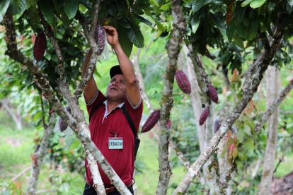 Un agricultor cultiva cacao en una escuela de campo, el 19 de abril de 2024 en el distrito de Pajarillo, ubicado en el departamento amazónico de San Martín (Perú). El precio más alto jamás registrado por el cacao es la motivación que han encontrado los productores peruanos de este fruto para aumentar sus cosechas. Para aprovechar este momento, una escuela de campo les enseña técnicas ecológicas que mejoren sus cultivos en unos suelos en los que hace décadas abundaban las plantaciones de coca. EFE/ Paolo Aguilar