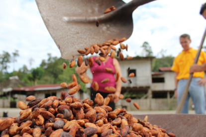 La estabilidad del precio del cacao en el futuro dependerá de lo que ocurra en África. El tema climático afectó a Costa de Marfil y Ghana