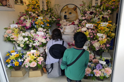 Decenas de personas se despiden con flores de Kabosu, la perra shiba inu que inspiró el meme Doge.
