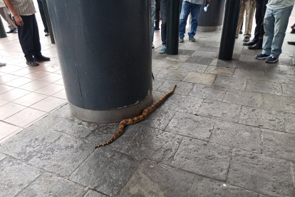La boa fue encontraba en la avenida 9 de Octubre y José de Antepara.