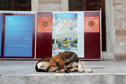Un perro callejero duerme en el patio de la Mezquita Azul en Estambul.