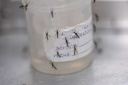Una botella con mosquitos aedes aeypti.