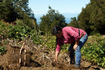 Yolanda Millapichun, de 63 años, trabaja en su huerto, donde cultiva 112 variedades de papas nativas, el 25 de febrero de 2024