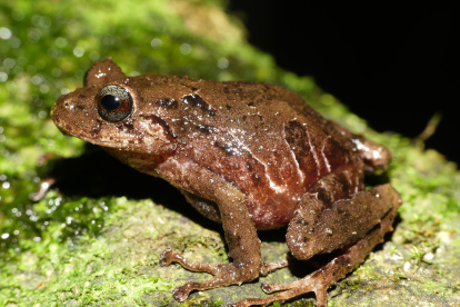 La nueva especie de rana fue bautizada en honor a Norma Ewing, una apasionada conservacionista y voluntaria de rescate de animales de Estados Unido.