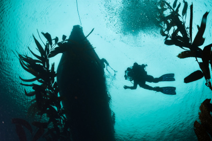 Un investigador bucea durante una expedición en el Cabo Froward, dentro de la Reserva Nacional Kawésqar, ubicada en la Región de Magallanes y la Antártica (Chile).