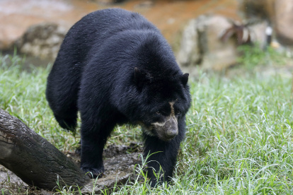 Fotografía de un oso de anteojos en el Parque de la Conservación, el 4 de junio en Medellín (Colombia). EFE/ Luis Eduardo Noriega Arboleda