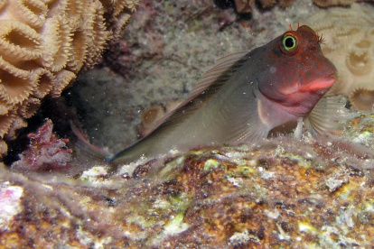 Un equipo internacional de científicos ha descubierto un nuevo parásito en el "blenio de labios rojos", un pez que habita en los arrecifes tropicales,