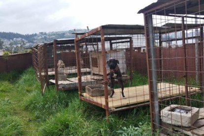 La tutora mantenía a 24 perros enjaulados permanentemente y en malas condiciones