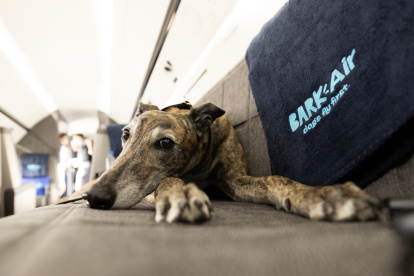 Un perro a subir a bordo de un avión de esta aerolínea, una subsidiaria de BarkBox, compañía que produce y vende comida para perros y otros productos caninos.