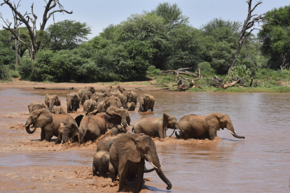 Vista de los ejemplares de elefante que han formado parte de una investigación que ha demostrado que se identifican entre sí con un nombre propio dentro de la manada. La investigación llevada a cabo durante cuatro años en dos reservas naturales de elefantes en Kenia, la de Samburu y la del Parque Nacional de Amboseli, ha sido recogida este lunes en la revista Nature Ecology and Evolution. El estudio incluyó 14 meses de trabajo de campo intensivo siguiendo a los elefantes en un vehículo y grabando hasta 470 llamadas distintas de 101 ejemplares dirigiéndose a 117 receptores únicos. Cuando los investigadores reprodujeron ante el mismo grupo de elefantes las llamadas grabadas, cada ejemplar reaccionó al escuchar su ‘nombre’, o bien acercándose al interlocutor o devolviendo la llamada. EFE/ George Wittemyer***SOLO USO EDITORIAL/SOLO DISPONIBLE PARA ILUSTRAR LA NOTICIA QUE ACOMPAÑA (CRÉDITO OBLIGATORIO)***