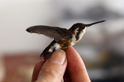 ACOMPAÑA CRÓNICA: COLOMBIA ANIMALES - AME341. BOGOTÁ (COLOMBIA), 20/03/2024.- El taxidermista Miguel Vargas muestra un colibrí disecado, el 13 de marzo de 2024, en Bogotá (Colombia). Perros, gatos, colibríes y hasta un pequeño tiburón martillo son algunos de los animales que, disecados, decoran las paredes del estudio de Miguel Vargas, quien dice ser el único taxidermista que ejerce esta profesión en Bogotá. Con tan solo 33 años, una educación autodidacta y un diploma de Biología de la Universidad Nacional de Colombia, se dedica a hacer arte a partir de la muerte de algunos de los miembros de la familia más amados, las mascotas, dándoles una "vida eterna" con sus seres queridos.