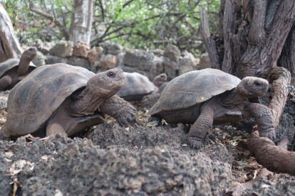 Isla Santa Cruz. Varias tortugas en el Parque Nacional Galápagos.