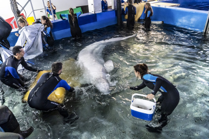 En la imagen momento de la entrada a la piscina médica del Oceanogràfic de una de las belugas rescatadas.