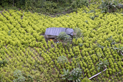 Tumaco. Uno de los cultivos de la hoja de coca descubierto en este municipio del suroeste de Colombia.