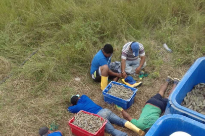 Robo.- Una de las bandas detenidas por asaltar en las carreteras de Ecuador.