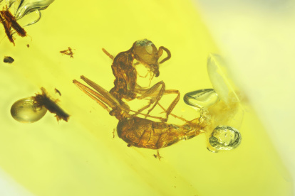 La foto de la hormiga fosilizada del número de espécimen: AMNH Bu-KL B1-21-B.