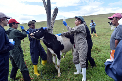 Las revisiones médicas incluyen desparasitación, vacunación y tratamientos para enfermedades comunes.