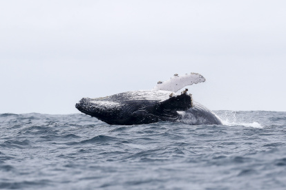 Fotografía de archivo de una ballena jorobada en Puerto López, Manabí.
