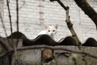 Alrededor de 30 ejemplares deambulaban por la residencia tras la partida de sus antiguos inquilinos