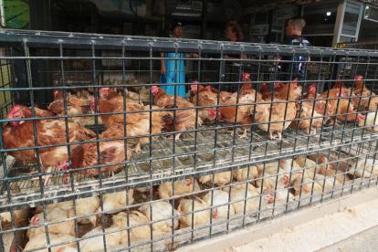 Guayaquil. Así se exponen los pollos en las tiendas especializadas y es lo que cuestiona le Ley de Derecho de Animales no Humanos.