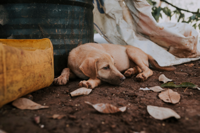 Este caso de maltrato animal se registró en Fertisa.