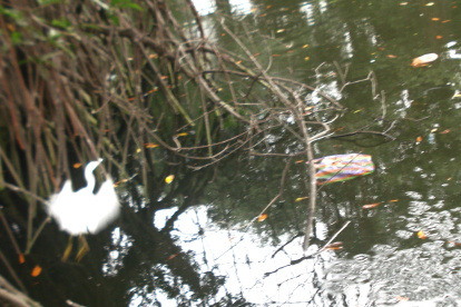 Esta es la imagen que una ciudadana compartió para evidenciar el estado en el que se encuentra un tramo del estero Salado.