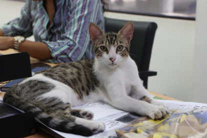 Mascota. Oreo en uno de los escritorios de Diario EXPRESO.