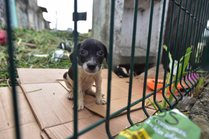 El cachorro de la imagen es uno de los tantos animales de compañía que en el transcurso de un año ha sido rescatado luego de ser maltratado.