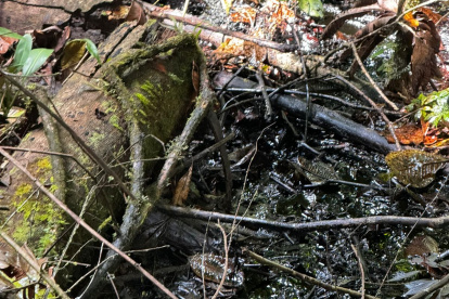 Manchas de petróleo derramado en la amazonía de Ecuador.