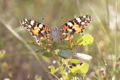 Se documenta por primera vez que un grupo de mariposas ha atravesado volando el océano Atlántico.