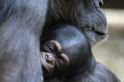 La investigación sobre los chimpancés, la encabezada por la Universidad de Oxford (Reino Unido)