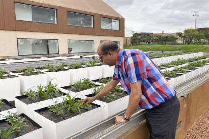 El doctor Moez Amri, jefe de la plataforma de análisis agrícola de la Universidad Politécnica Mohamed VI (UM6P) de Marruecos.