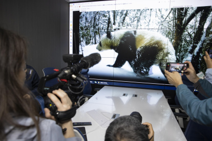 El número de pandas, que en 2016 pasaron de ser especie en peligro a especie vulnerable, ha crecido de forma sostenida en los últimos años,